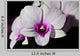 Purple and White Orchids