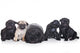 Pug Puppies White Wall Decal