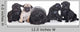 Pug Puppies White Wall Decal