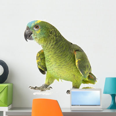 Blue Fronted Amazon Parrot Wall Decal shown on a wall