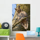 Sleeping Long-eared Owl Wall Mural