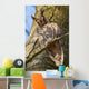Sleeping Long-eared Owl Wall Mural