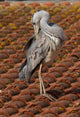 Blue Heron Roof Wall Mural