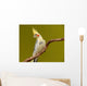 Cockatiel Parrot