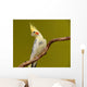 Cockatiel Parrot
