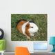 Pet Murals - Guinea pig Wall Mural