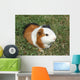 Pet Murals - Guinea pig Wall Mural