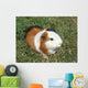 Pet Murals - Guinea pig Wall Mural