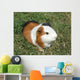 Pet Murals - Guinea pig Wall Mural