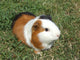 Pet Murals - Guinea pig Wall Mural