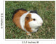 Pet Murals - Guinea pig Wall Mural