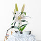 White Lily