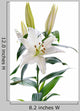 White Lily