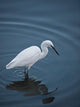 Egret Aka Heron Water Wall Mural