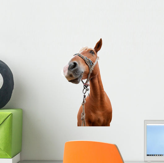 Horse Portrait
