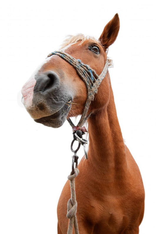 Horse Portrait