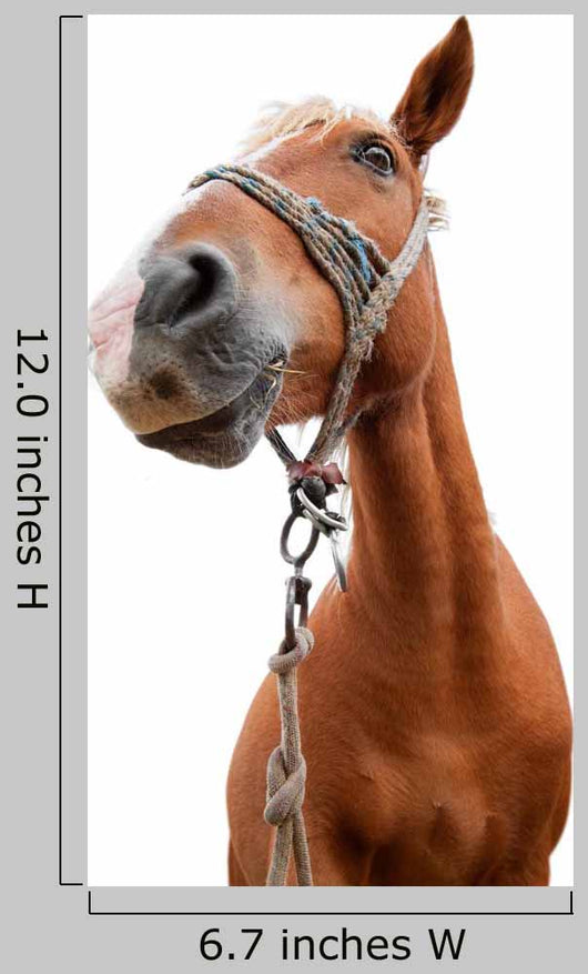 Horse Portrait