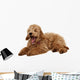 Poodle Wall Decal