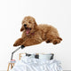 Poodle Wall Decal