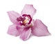 Pink Orchid on a White Background Wall Decal