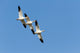 Snow Goose Wall Mural