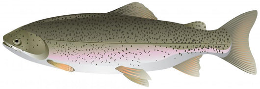 Trout Wall Decal