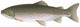 Trout Wall Decal