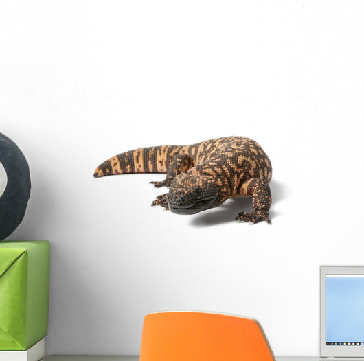 Gila Monster Heloderma Suspectum Wall Decal