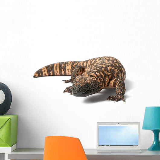 Gila Monster Heloderma Suspectum Wall Decal