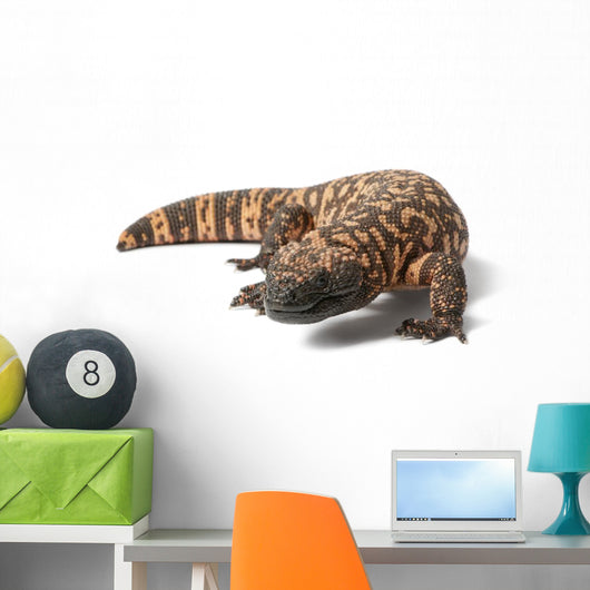Gila Monster Heloderma Suspectum Wall Decal