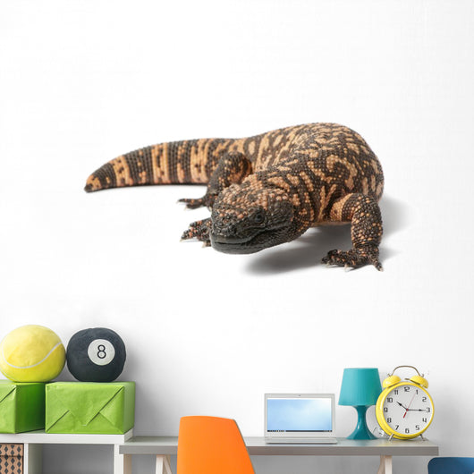 Gila Monster Heloderma Suspectum Wall Decal