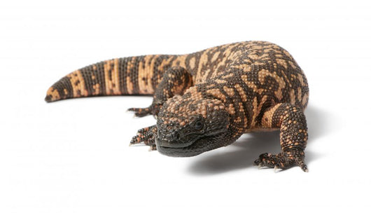 Gila Monster Heloderma Suspectum Wall Decal