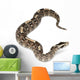 Rhinoceros Viper River Jack Wall Decal