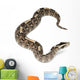 Rhinoceros Viper River Jack Wall Decal