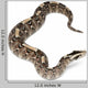 Rhinoceros Viper River Jack Wall Decal