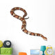 Copperhead snake or highland moccasin - Agkistrodon contortrix Wall Decal