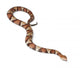 Copperhead snake or highland moccasin - Agkistrodon contortrix Wall Decal