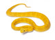 Yellow Eyelash Viper - Bothriechis Schlegelii Poisonous Wall Decal