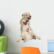 Young Labrador Retriever, 4 Months Old Wall Decal