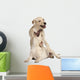 Young Labrador Retriever, 4 Months Old Wall Decal