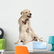 Young Labrador Retriever, 4 Months Old Wall Decal
