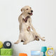 Young Labrador Retriever, 4 Months Old Wall Decal