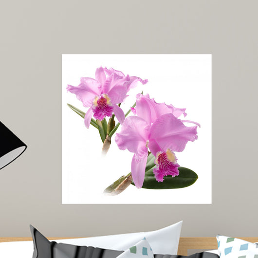 Cattleya Lueddemanniana Wall Mural