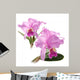 Cattleya Lueddemanniana Wall Mural