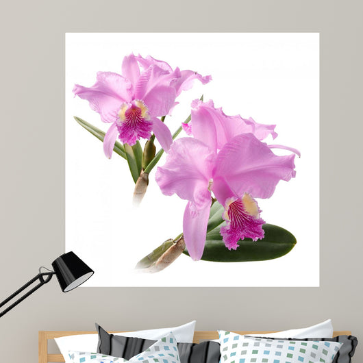 Cattleya Lueddemanniana Wall Mural