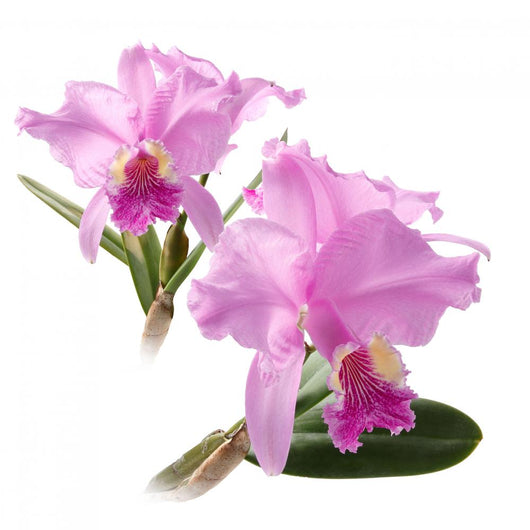 Cattleya Lueddemanniana Wall Mural