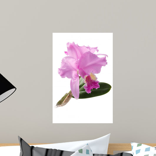 Cattleya Lueddemanniana
