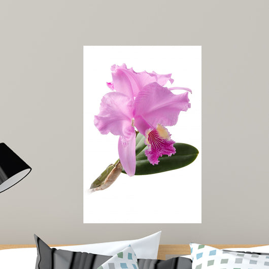 Cattleya Lueddemanniana