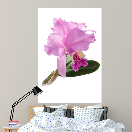 Cattleya Lueddemanniana