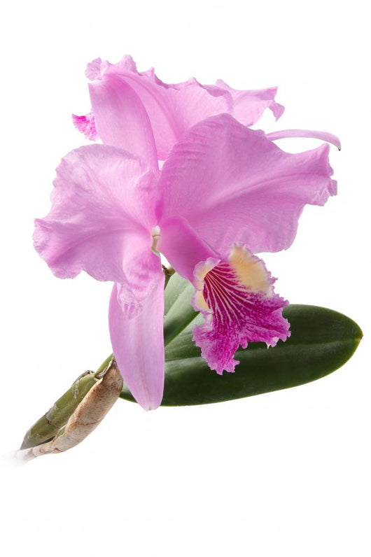Cattleya Lueddemanniana